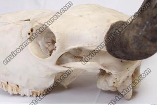 animal skull 0007